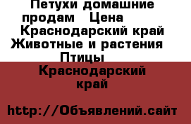 Петухи домашние продам › Цена ­ 350 - Краснодарский край Животные и растения » Птицы   . Краснодарский край